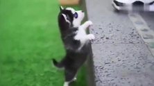 小奶狗真可爱，屁颠屁颠的追着主人跑，真怕它被主人给踩到