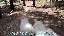 萨摩耶犬不想回家，躺在地上耍无赖-我的腿没知觉，不能回家了！