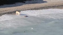 幸运的北极熊：海岸冲上来一头海象，免费的大餐