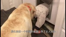 主人把宝宝托付给狗狗，发现他们不在急坏了，查看监控后破涕为笑