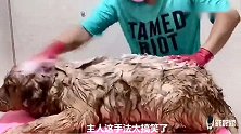 金毛洗澡被主人弄生气，金毛罢工不洗了，结果主人用拖鞋搞定它