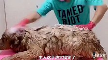 金毛洗澡被主人弄生气，金毛罢工不洗了，结果主人用拖鞋搞定它