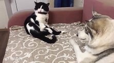 狗狗生平第一次见到猫咪清洁，越凑越近，结果可想而知