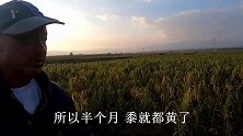 白露节气到了黑子高兴啥？晚上小酒配炒菜，一盘吃光真过瘾！