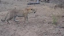 豹：幸亏母豹苏醒，逃过了公豹的偷袭！