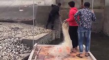 排水口放网瞬间上大货，赶紧过去一看，不料却视跑了