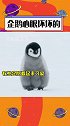 调皮宝宝企鹅 ，看起来可可爱爱，其实偷偷使坏，好想把它打一顿 动物 搞笑 娱乐评论大赏