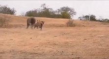 3只鬣狗配合骚扰犀牛，这回要干票大的