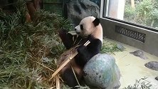 川西游，大熊猫基地的大熊猫在吃竹子，憨态可掬