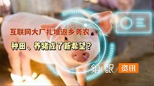 进军高科技养猪行业！互联网大佬纷纷下场，农牧业迎来新的未来？