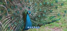 孔雀正在开屏，被一只小松鼠一把扯住，接下来憋住别笑