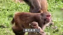 浙江遂昌50多只野猴下山偷菜，村民不驱赶只围观，政府买了野生动物肇事险