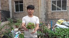 掌握“2控”，多肉植物安然度夏，圆润厚实