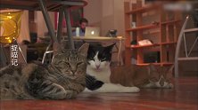 猫咪：这些都是我的铺子，今天过来巡查一遍！太累了
