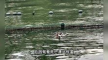 34岁男子持弹弓打死一只西湖野生鸳鸯，并试图打捞，官方通报