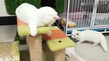 以大欺小，小奶猫躺枪：干嘛打我！招你惹你了