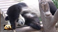 旅韩熊猫园欣捂着眼睛睡觉超可爱，随心所欲的睡姿很任性