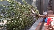 小区施工有隐患 广东86岁老人竟被树枝砸到不幸身亡