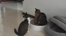只要咪咪往那猫抓板上坐豆豆就去撵它，大美妞都被这些猫给孤立了