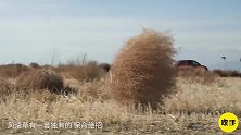 会自己“跑”的草在美国人人喊打，在中国却成了美食