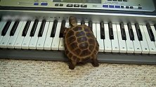 小乌龟居然在弹钢琴，真的是太逗了，看来小乌龟也喜欢钢琴哦！
