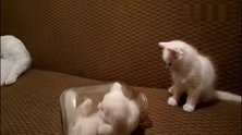 小奶猫对瓶子很好奇，轮流进去一探究竟，最后好像不懂得出来了