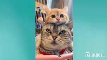 猫咪表演卖萌，心都化了
