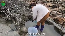 猪猪独闯海螺岛，比手掌还大的海货一抓好几个，抓完心情都变好了