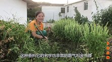 这种独特的香料有个很霸气的名字叫“金不换”，厨师对它情有独钟