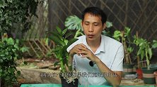 夏季养好石斛兰，三件事坚决不能做！