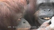 红毛猩猩是这样带孩子的，比人类还细心，一只手从未离开孩子身上