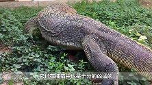 巨蜥神气地甩着尾巴，结果反转来得太快，镜头记录全过程！