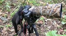印尼：一只猕猴模仿摄影师，在相机前移动镜头假装拍照