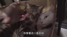 养了只怕冷的狸花猫，37度高温都要黏紧大猫，铲屎官：不热吗！