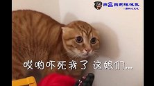 猫界的恋爱观 很现实哦 快来围观