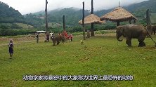 小象追不上狗狗，气的站在原地发脾气，可真像个300斤的小宝宝