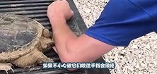 谁说乌龟是吃素的不仅吃肉还凶猛，看看这只老鼠的遭遇