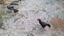 狗子不自量力挑衅公鸡，被公鸡实力打脸，镜头记录下搞笑全过程