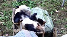 国宝熊猫真的是憨态可掬，这模样有几人抵挡得住，好想抱回家