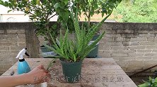 养芦荟，一口促芽肥水灌进去，爆根又爆芽，小芦荟发满盆