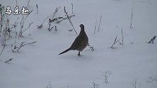 实拍雪地里成群结队的野鸡，这是到了野鸡窝了吗？