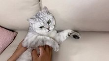 被男主人亲了，猫咪气得咬牙切齿：我要咬死你
