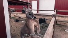 袋鼠非要跟男子掰手腕，接下来它的举动，请憋住别笑