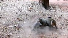 小猴子差点被掳走，猴妈疯魔了，战况太惨烈！