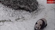 在动物园酷爱滑雪的大熊猫，滚来滚去的好开心，是不是来自南方