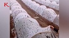 损失惨重！云南文山多地突降冰雹 蔬菜大棚倒塌农作物受损严重