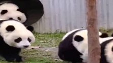 熊猫：像不像刚下课，气喘吁吁准备去干饭的场景！