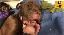 被折磨浑身伤痛的比特犬无法站立！得到救助，狗生焕然一新