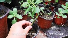 长寿花杆子细长，叶片掉光怎么回事？可能是几种原因造成