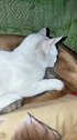 猫：天太冷了，狗哥我给你挤一挤温暖一点！